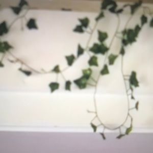 Meet your Posher, Lily